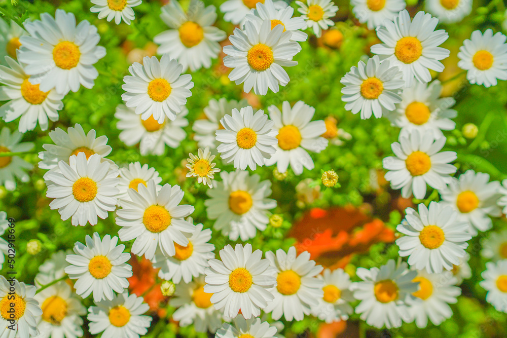 白と黄色の花（カモミール）