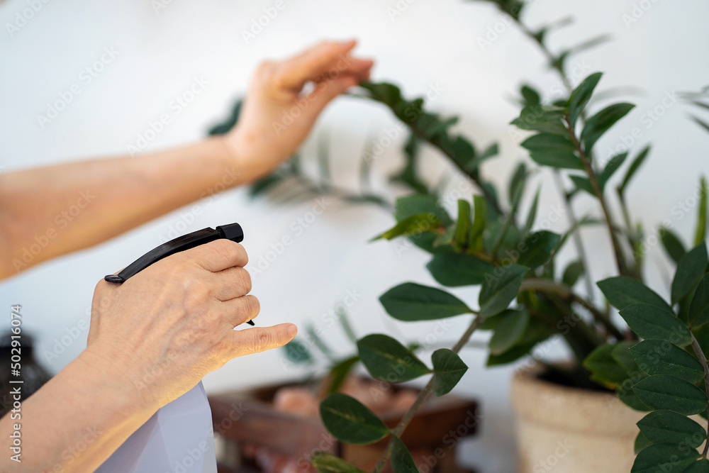 Women's hands hold a spray bottle and spray indoor flowers. Woman caring for houseplants at home Women's hands hold a spray bottle and spray indoor flowers. Woman caring for houseplants at home
