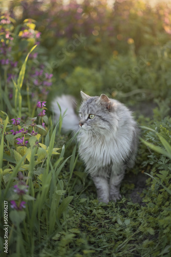 Photo of a beautiful fluffy cat in flowers.