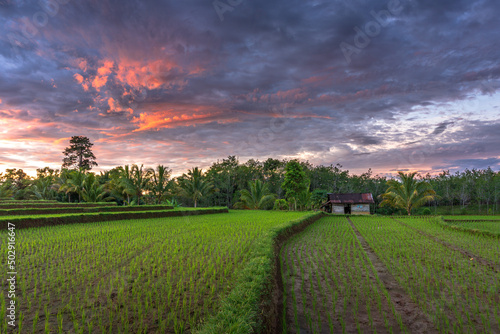beautiful morning view in the rice fields