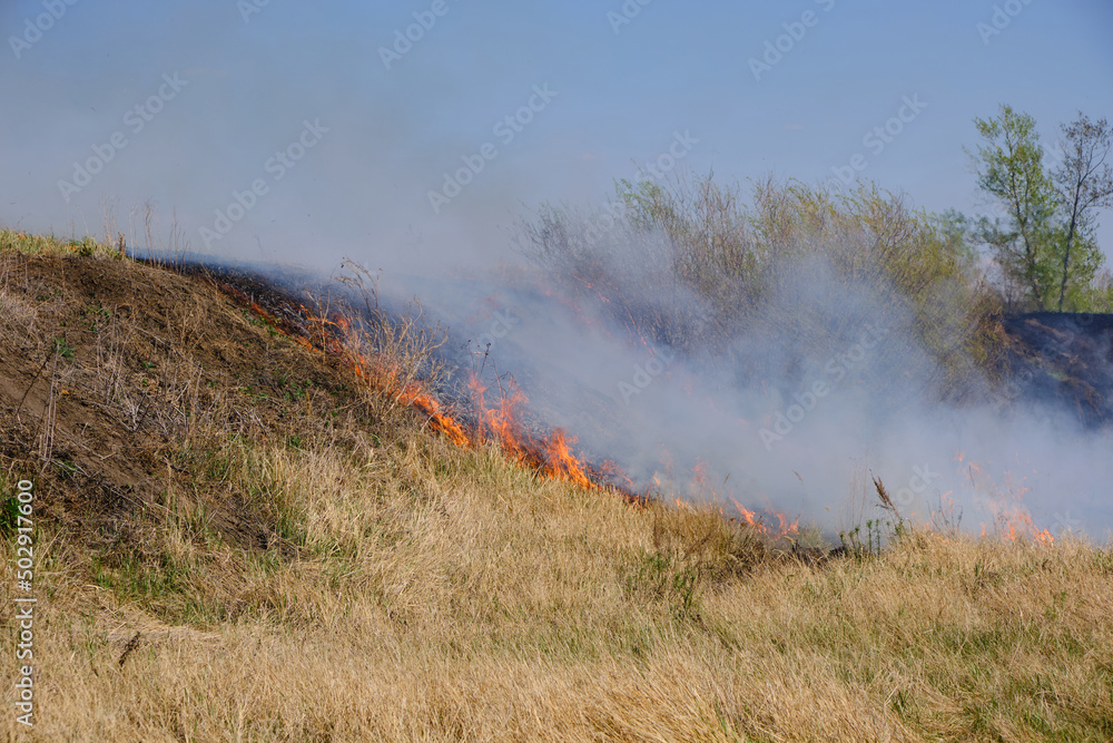 Fototapeta premium Tongues red flame and burning dry yellowed grass in smoke.