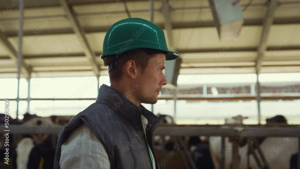 Man farmer walking cowhouse in helmet closeup. Professional cattle breeder. Man farmer walking cowhouse in helmet closeup. Professional cattle breeder.