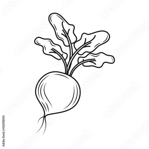 radish sketch icon
