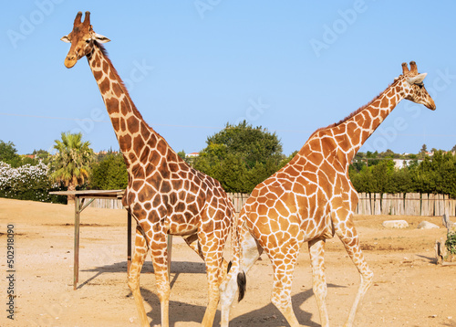 two giraffes walking together in the zoo  Athens