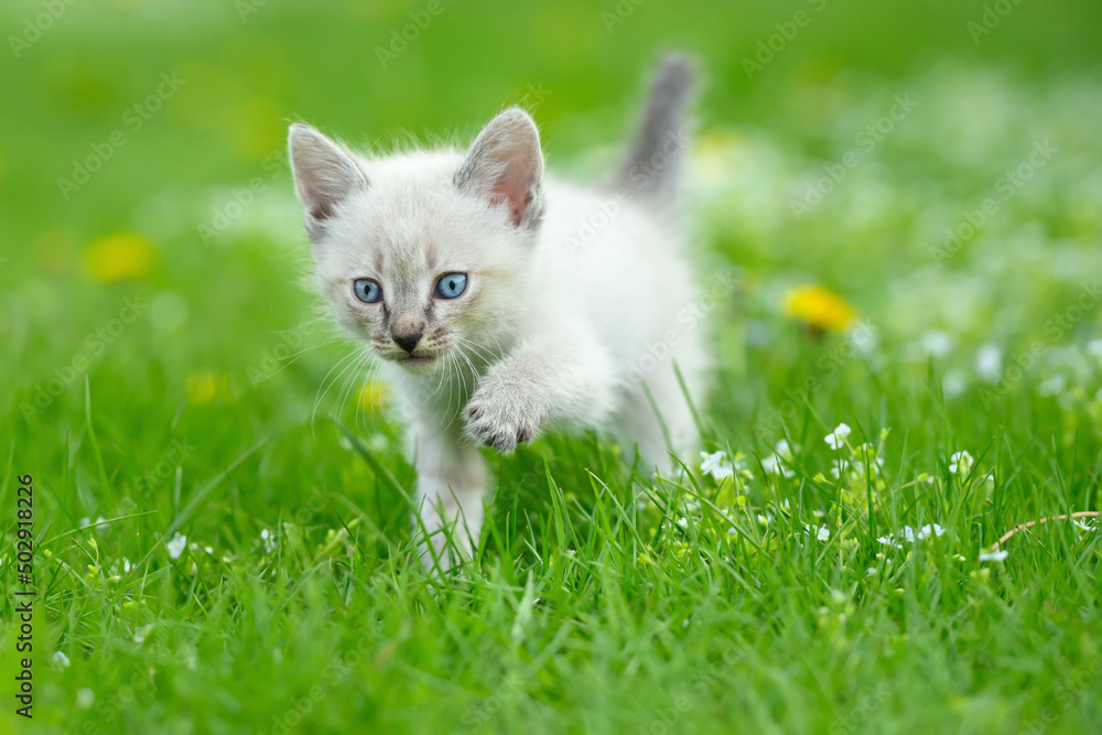 Portrait of a cute kitten walking on green grass