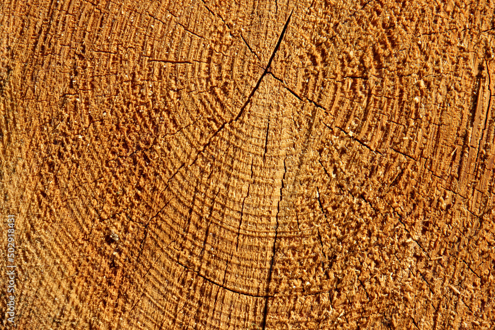 Fototapeta premium texture