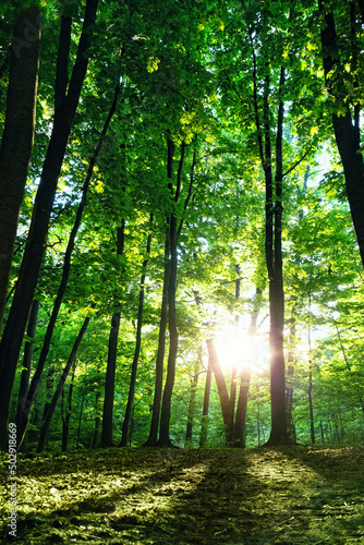 Fototapeta Naklejka Na Ścianę i Meble -  trunk trees with bright green  foliage in sunny forest, abstract natural background. Beautiful atmosphere harmony landscape. sunny day in spring summer forest. Ecology, organic, save earth concept