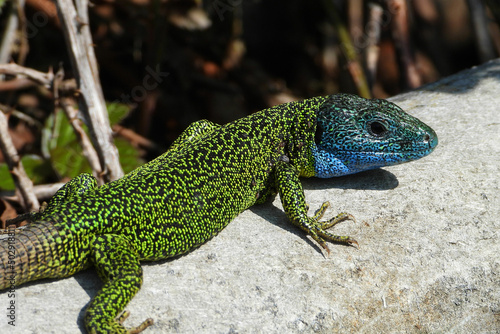 The male Iberian Emerald Lizard is one of the most beautiful reptiles in the Iberian Peninsula