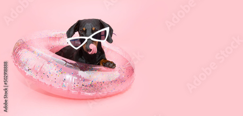 Portrait puppy dog summer inside a pink inflatable ring licking its lips. Isolated on pastel background