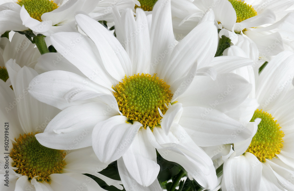 Obraz premium Chrysanthemum daisies in a pot on the windowsill