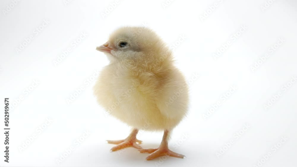 Tiny sleepy newborn poultry chicken chick on light white studio background. Concept of traditional easter bird, spring celebration. Isolated object, perfect for projects. Tiny sleepy newborn poultry chicken chick on light white studio background. Concept of traditional easter bird, spring celebration. Isolated object, perfect for projects.