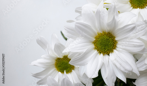 Chrysanthemum daisies in a pot on the windowsill