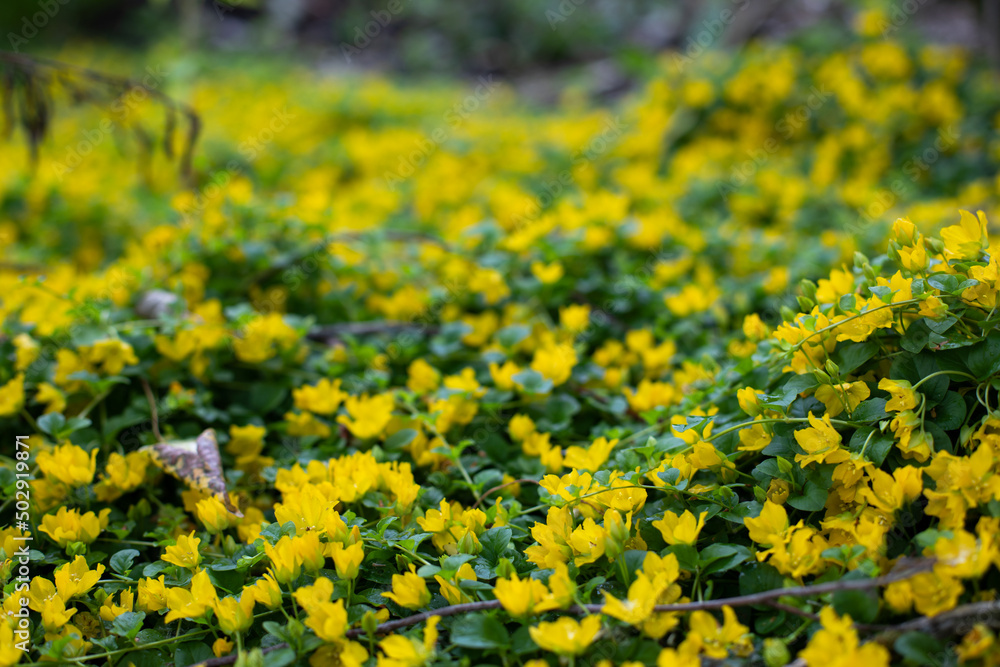 Obraz premium Fairy cover loosestrife moneywort close-up, beautiful lawn plant Lysimachia blossom with yellow flowers