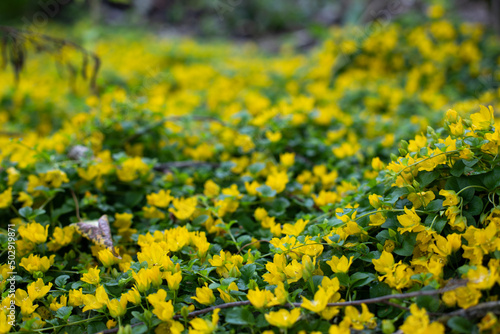 Fairy cover loosestrife moneywort close-up, beautiful lawn plant Lysimachia blossom with yellow flowers photo