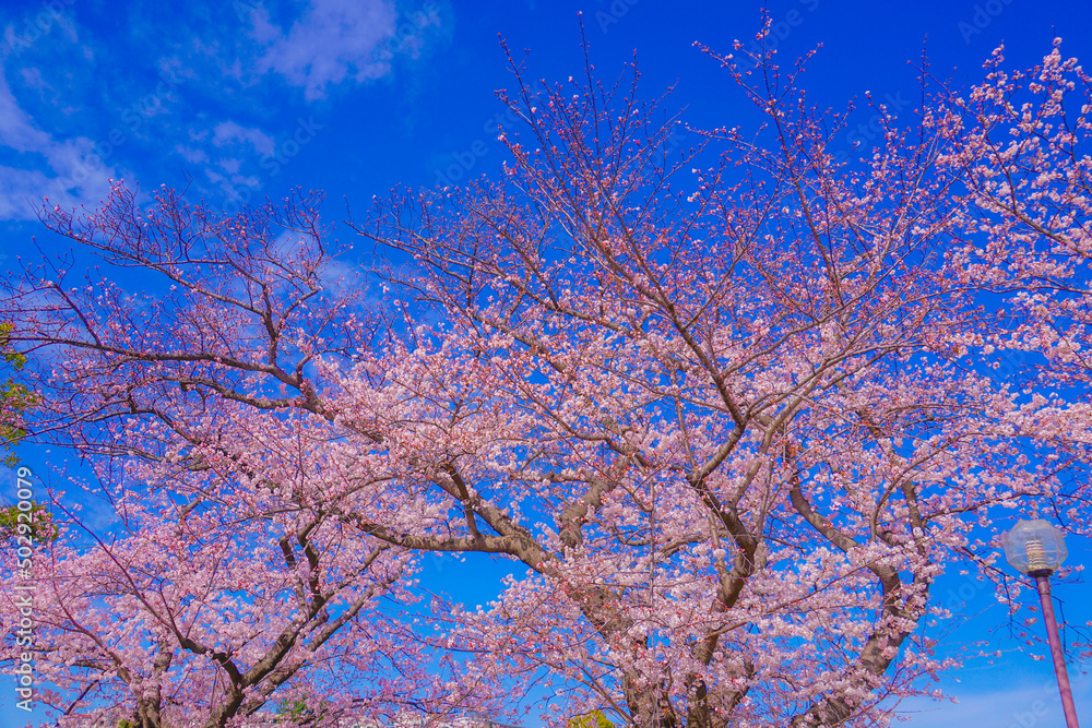 幸ヶ谷公園の桜