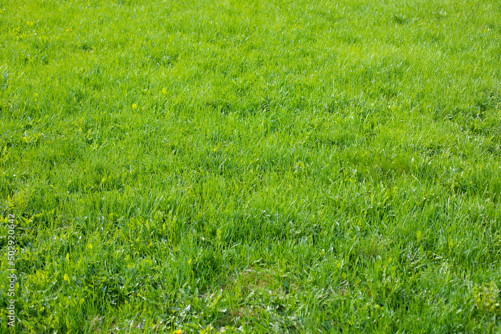 Green lawn on a sunny day, fresh natural grass background Green lawn on a sunny day, fresh natural grass background