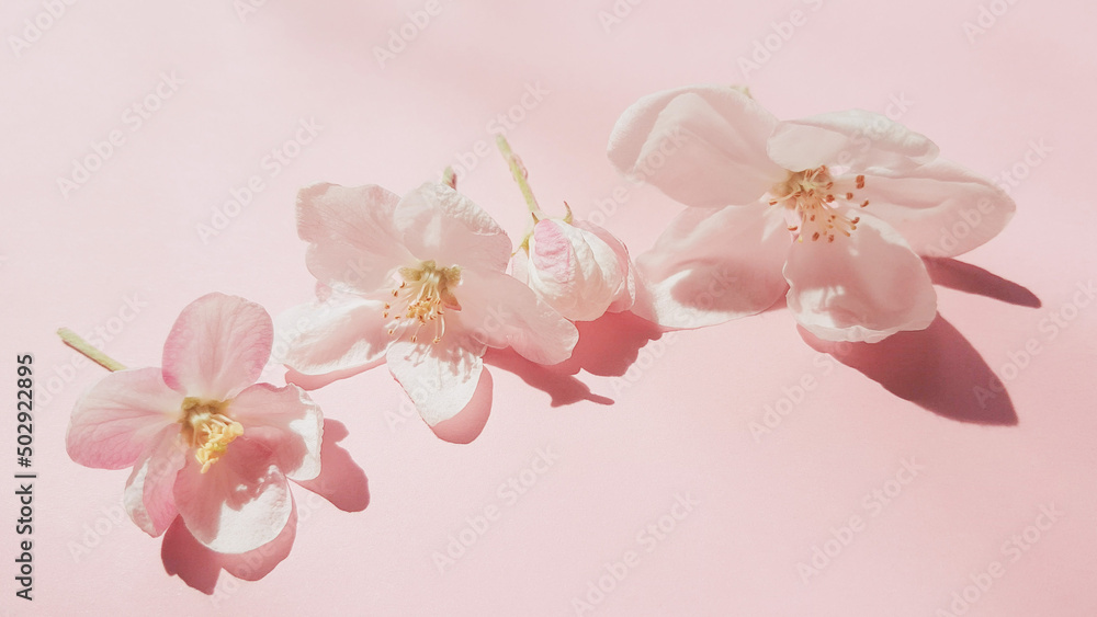 Beautiful fresh flowers of apple tree on pale pink table Beautiful fresh flowers of apple tree on pale pink table