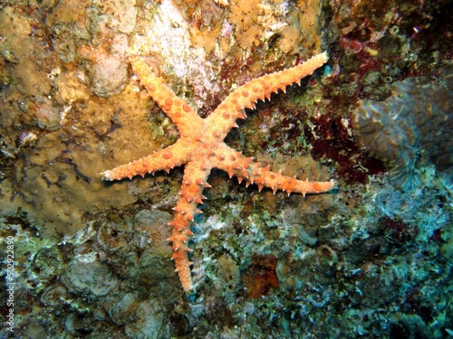 red sea starfish