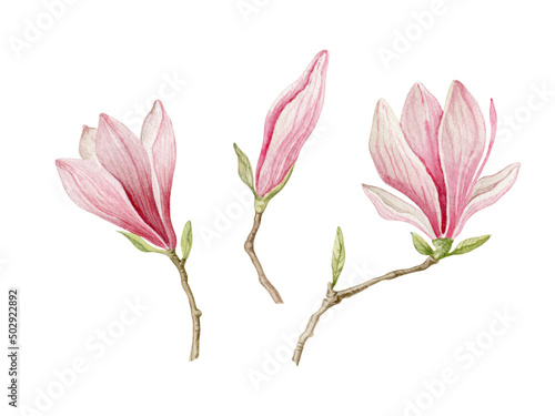 Pink magnolia. Spring flowers clipart. Watercolor illustration isolated on white. © Elena