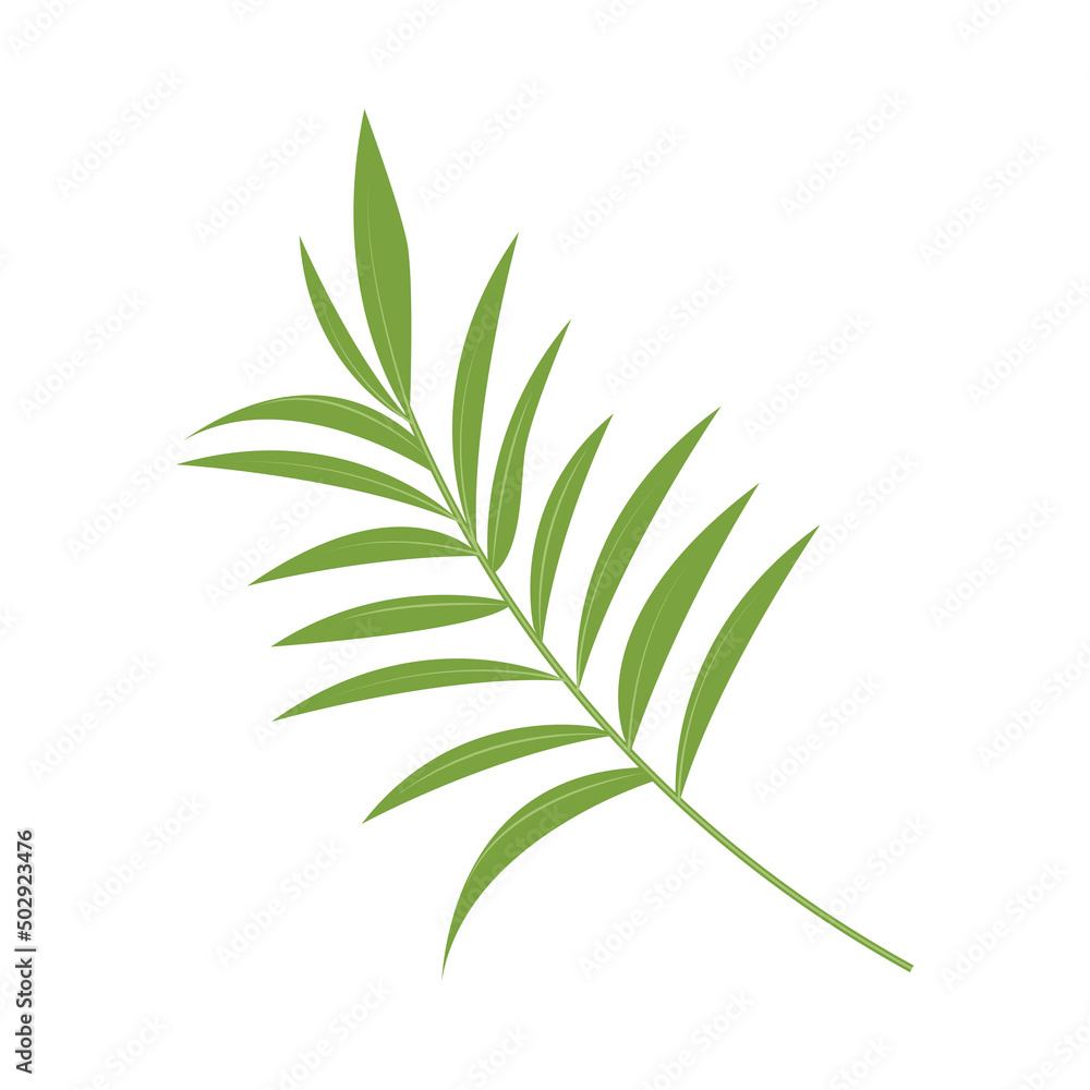 tropical leaf branch tropical leaf branch