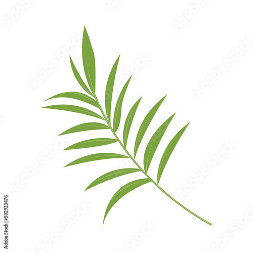 tropical leaf branch