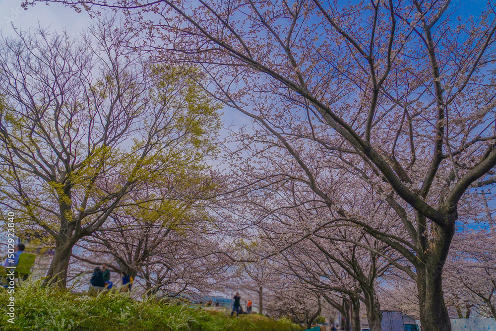 Obraz premium 三鷹市大沢の桜