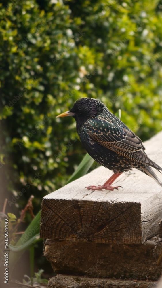 Obraz premium Colorful bird