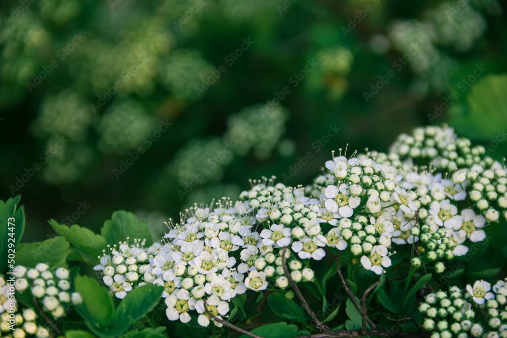Spirea. White spirea flowers. Spring. Bloom. Photo of nature. Spirea. White spirea flowers. Spring. Bloom. Photo of nature.