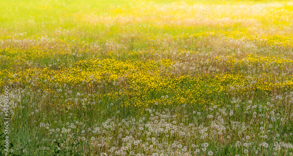 Spring meadow with yellow buttercup flowers and dandelion puffs, blurred and overexposed background. Ideal for banner, greating card and wall paper