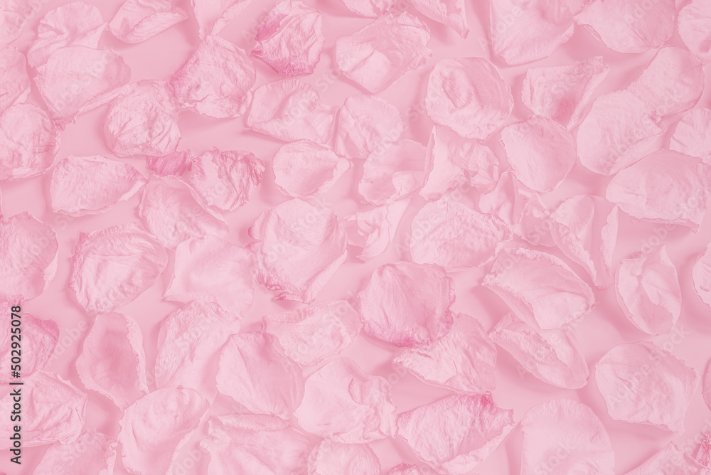 Pink petals of the rose flower. Pastel toned monochrome background.