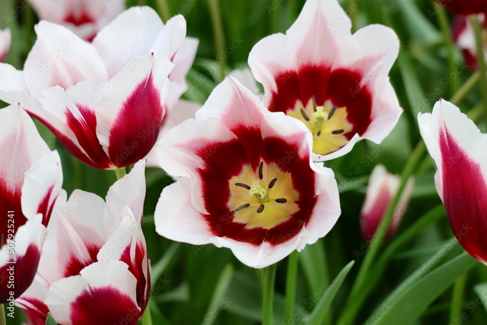 Naklejka premium Dark red and white tulips, close up