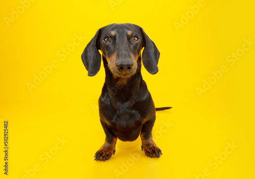 Portrait dachshund puppy dog looking at camera. Isolated on yellow background