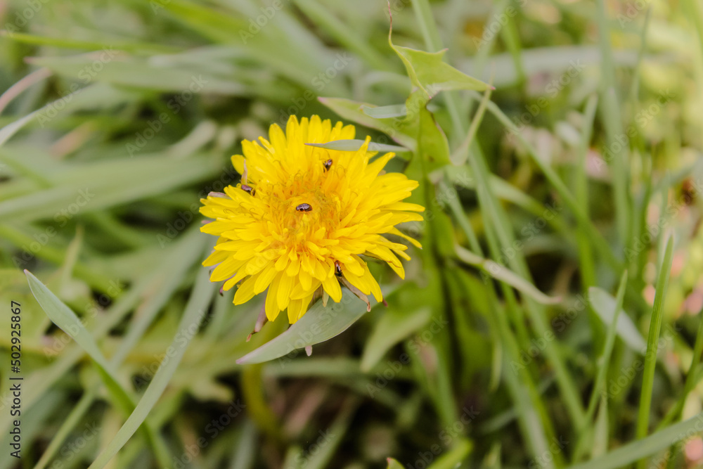 Yellow sow-thistle flower in a green grass meadow, yellow dandelion on green background, perfect for background, texture, macro photopraphy Yellow sow-thistle flower in a green grass meadow, yellow dandelion on green background, perfect for background, texture, macro photopraphy