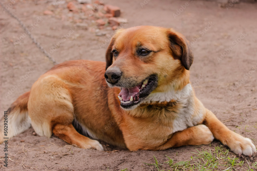 red dog on a chain close - up