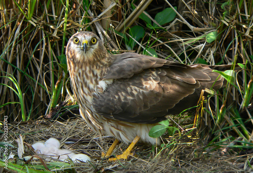 Female Motagu's harrier near the nest with chicks
