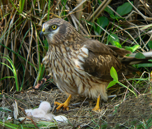 Female Motagu's harrier near the nest with chicks