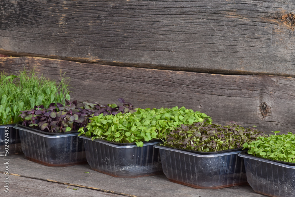 Various micro-greenery in black plastic containers on a wooden background. Various micro-greenery in black plastic containers on a wooden background.