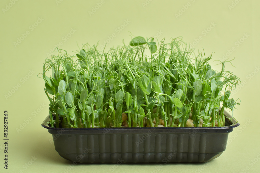 Peas in a plastic container on a green background. Cultivation of micro green plants. Healthy food. Delivery of healthy food. Peas in a plastic container on a green background. Cultivation of micro green plants. Healthy food. Delivery of healthy food.