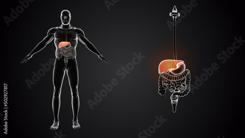 Human body with Liver anatomy 