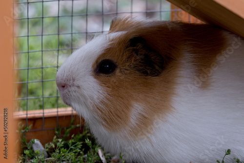 little piggy
