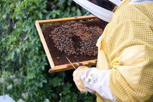 Il lavoro dell'apicoltore