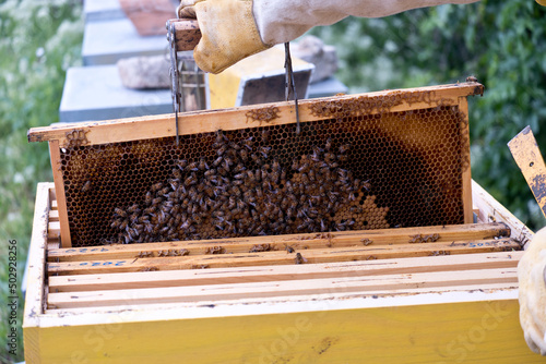 Il lavoro dell'apicoltore