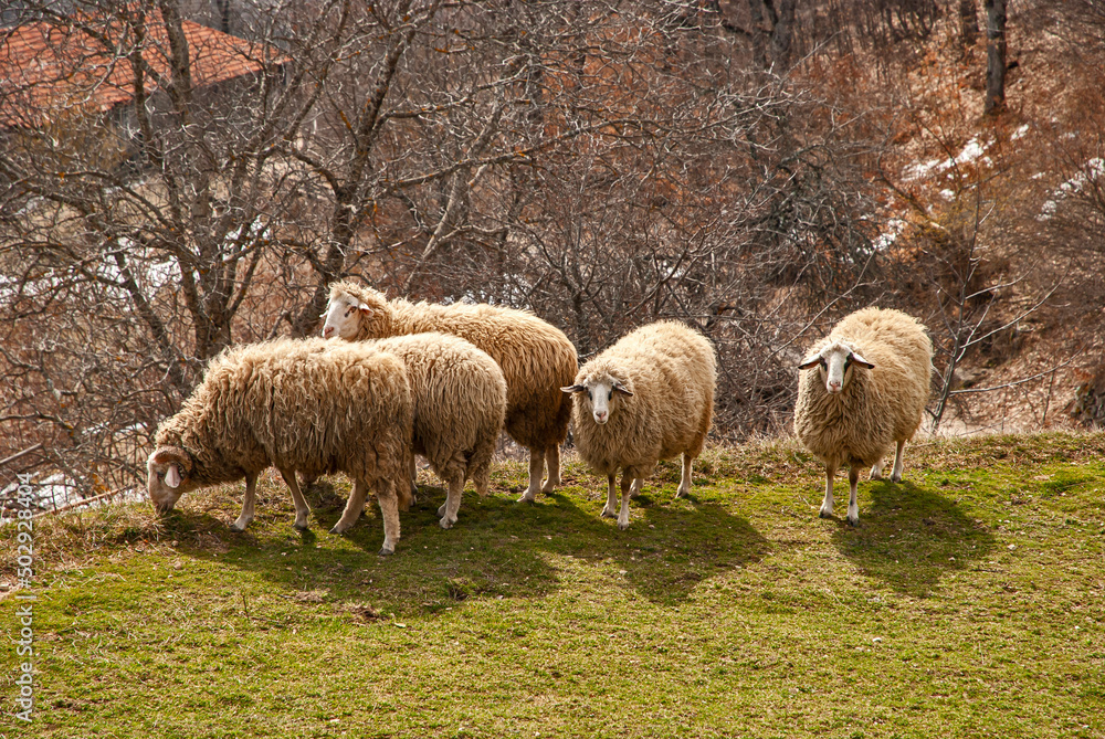 Small flock of sheep with ram on meadow in early spring on sky background