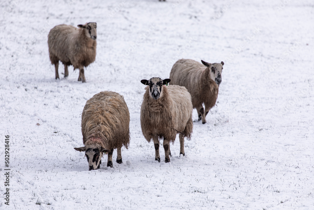 Sheep in a snow covered field Sheep in a snow covered field