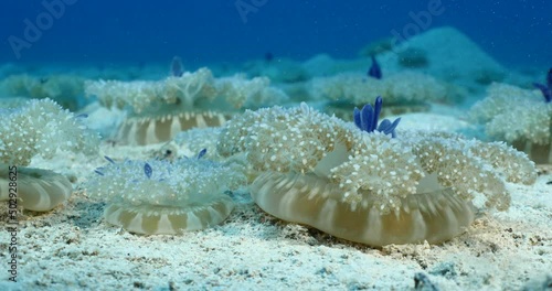 a big group of Cassiopea andromeda jellyfish underwateter on sandy ocean sea floor photo