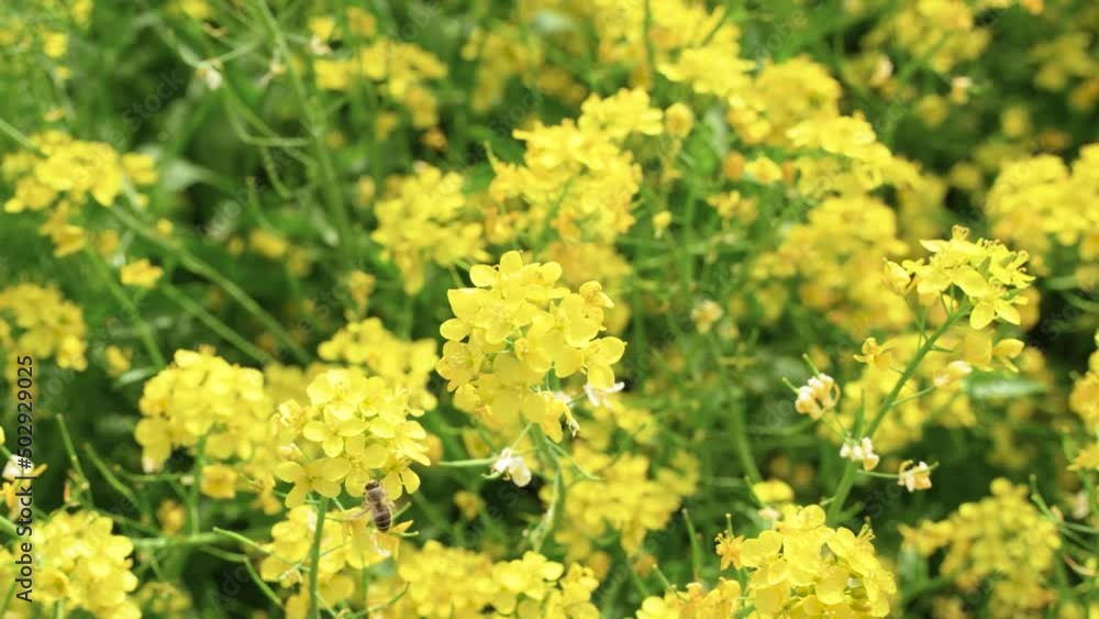 bees flying in rapeseed field bees flying in rapeseed field