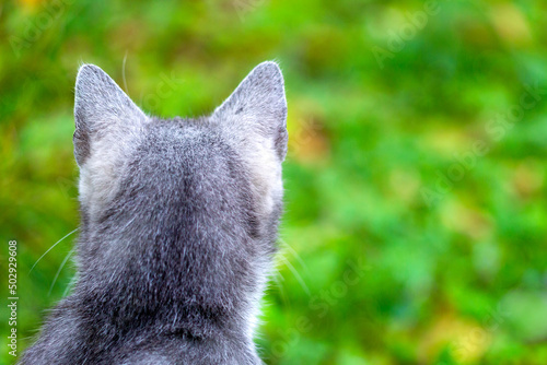 The back of a gray cat's head on a green background. A young gray cat looks away from the photo.