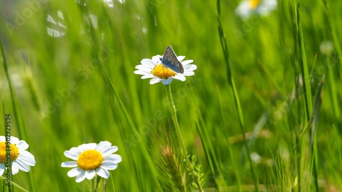 pequeña mariposa sobre una margarita, alas color azul en el interior y tonos pastel el exterior para permitirle camuflarse entre la vegetación, lérida, españa, europa