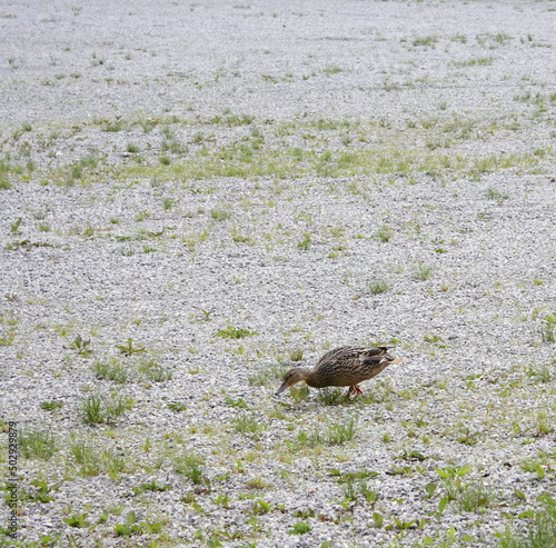 Duck and dry river photo backgrounds photo