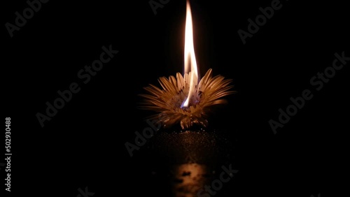 Hot single white gerbera daisy or English common flower with real bright burning fire flame on petals isolated in dark night black background with copy space. Beautiful closeup macro detail side view. photo